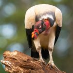 8928 King Vulture (Sarcoramphus papa), Laguna del Lagarto Lodge, Costa Rica