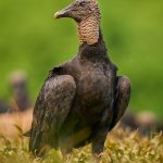 8931 Black Vulture (Coragyps atratus), Laguna del Lagarto Lodge, Costa Rica