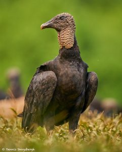 8931 Black Vulture (Coragyps atratus), Laguna del Lagarto Lodge, Costa Rica