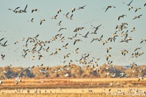 8402 Snow Geese 'Lift-off' (Chen caerulescens), Bosque del Apache, New Mexico