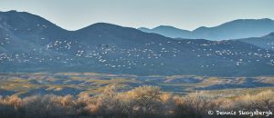 8403 Snow Geese (Chen caerulescens), Bosque del Apache, New Mexico