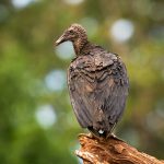 8979 Black Vulture (Coragyps atratus), Laguna del Lagarto Lodge, Costa Rica