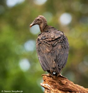 8979 Black Vulture (Coragyps atratus), Laguna del Lagarto Lodge, Costa Rica