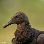 8980 Black Vulture (Coragyps atratus), Laguna del Lagarto Lodge, Costa Rica