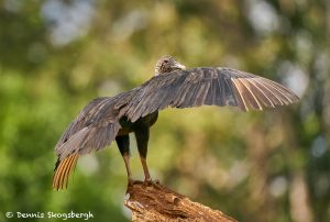 8932 Black Vulture (Coragyps atratus), Laguna del Lagarto Lodge, Costa Rica