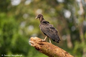 8982 Black Vulture (Coragyps atratus), Laguna del Lagarto Lodge, Costa Rica