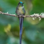 9052 Male Long-tailed Sylph (Aglaiocercus kingi mocoa), Guango Lodge, Ecuador