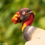 8983 King Vulture (Sarcoramphus papa), Laguna del Lagarto Lodge, Costa Rica