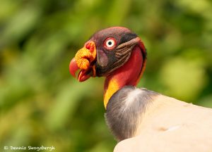8983 King Vulture (Sarcoramphus papa), Laguna del Lagarto Lodge, Costa Rica