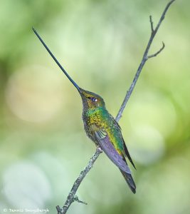 8991 Sword-billed Hummingbird (Ensifera ensifera), Guango Lodge, Ecuador