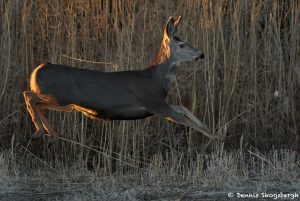 8404 Sunset, Mule Deer, Bosque del Apache, New Mexico