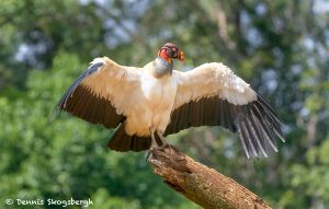 8941 King Vulture (Sarcoramphus papa), Laguna del Lagarto Lodge, Costa Rica