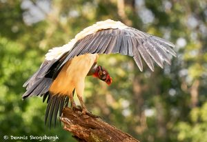 8942 King Vulture (Sarcoramphus papa), Laguna del Lagarto Lodge, Costa Rica