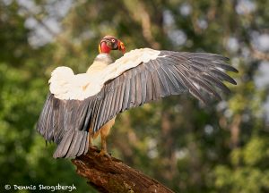 8943 King Vulture (Sarcoramphus papa), Laguna del Lagarto Lodge, Costa Rica