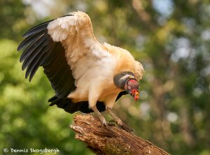 8944 King Vulture (Sarcoramphus papa), Laguna del Lagarto Lodge, Costa Rica