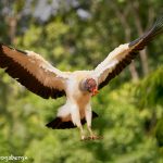 8946 King Vulture (Sarcoramphus papa), Laguna del Lagarto Lodge, Costa Rica