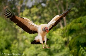 8946 King Vulture (Sarcoramphus papa), Laguna del Lagarto Lodge, Costa Rica