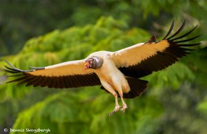 8949 King Vulture (Sarcoramphus papa), Laguna del Lagarto Lodge, Costa Rica