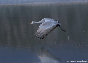 8407 Sandhill Crane (Grus canadensis), Bosque del Apache, NM