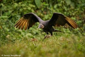 8952 Black Vulture (Coragyps atratus), Laguna del Lagarto Lodge, Costa Rica
