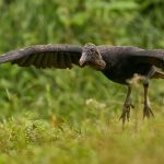 8978 Black Vulture (Coragyps atratus), Laguna del Lagarto Lodge, Costa Rica