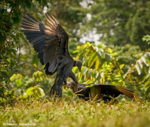 8953 Black Vulture (Coragyps atratus), Laguna del Lagarto Lodge, Costa Rica