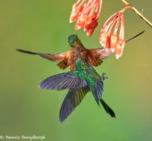 9059 Territoriality, Buff-tailed Coronet (Boissonneauna flacescens), Guango Lodge, Ecuador