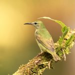 8455 Female Red-legged honeycreeper (Cyanerpes cyaneus), Laguna del Lagarto Lodge, Costa Rica