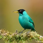 8457 Male Green Honeycreeper (Chlorophanes spiza), Laguna del Lagarto Lodge, Costa Rica