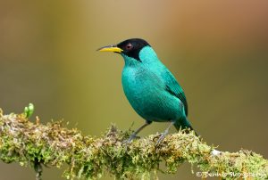 8457 Male Green Honeycreeper (Chlorophanes spiza), Laguna del Lagarto Lodge, Costa Rica