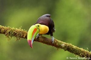 8459 Keel-billed Toucan (Ramphastois sulfuratus), Laguna del Lagarto Lodge, Costa Rica