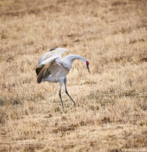 8426 Sandhill Crane (Grus canadensis) Courtship Dance, Bosque del Apache, NM