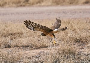 8429 Northern Harrier (Circus cyaneus), Bosque del Apache, NM
