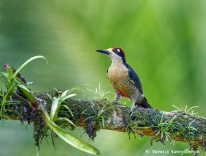 8462 Black-cheeked Woodpecker (Melaner pespucherani),, Laguna del Lagarto Lodge, Costa Rica