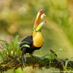 8465 Keel-billed Toucan (Ramphastois sulfuratus), Laguna del Lagarto Lodge, Costa Rica