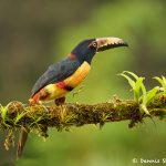 8469 Collared Aracari (Pteroglossus toequatus), Laguna del Lagarto Lodge, Costa Rica