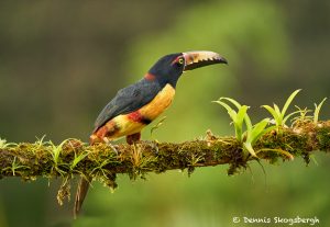 8469 Collared Aracari (Pteroglossus toequatus), Laguna del Lagarto Lodge, Costa Rica