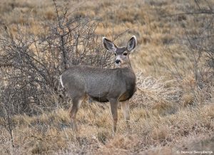 8431 Mule Deer, Bosque del Apache, New Mexico