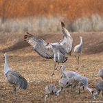 8432 Sandhill Crane (Grus canadensis), Bosque del Apache, NM