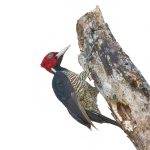 8473 Pale-billed Woodpecker (Campephilus guatemalensis), Laguna del Lagarto Lodge, Costa Rica