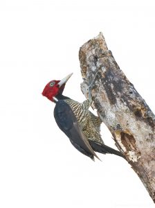 8473 Pale-billed Woodpecker (Campephilus guatemalensis), Laguna del Lagarto Lodge, Costa Rica
