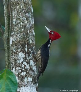 8474 Pale-billed Woodpecker (Campephilus guatemalensis), Laguna del Lagarto Lodge, Costa Rica