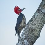 8475 Pale-billed Woodpecker (Campephilus guatemalensis), Laguna del Lagarto Lodge, Costa Rica