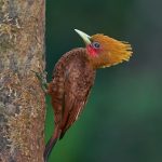 8989 Chestnut-colored Woodpecker(Celeus castaneus), Costa Rica