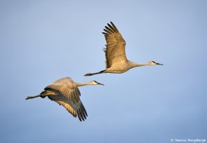 8433 Sandhill Cranes (Grus canadensis), Bosque del Apache, NM