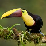 8479 Chestnut-mandibled Toucan (Ramphastos swainsonii), Laguna del Lagarto Lodge, Costa Rica