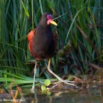 8125 Wattled Jacana (Jacana jacana), Pantanal, Brazil