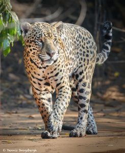 8127 Jaguar (Panthera onca), Pantanal, Brazil