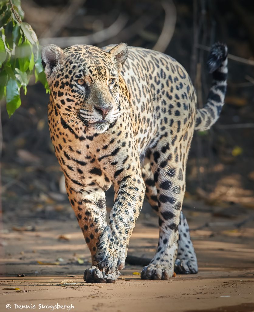 8127 Jaguar Panthera Onca Pantanal Brazil Dennis Skogsbergh Photographydennis Skogsbergh 0146