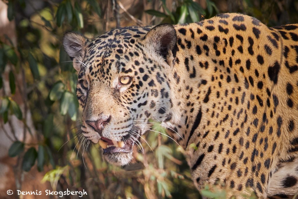 8128 Jaguar Panthera Onca Pantanal Brazil Dennis Skogsbergh Photographydennis Skogsbergh 4197